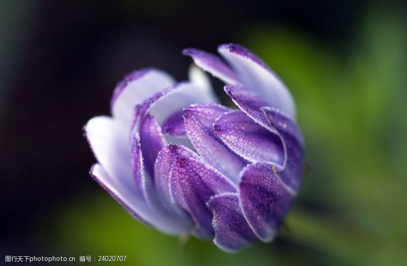 蓝目菊非洲雏菊