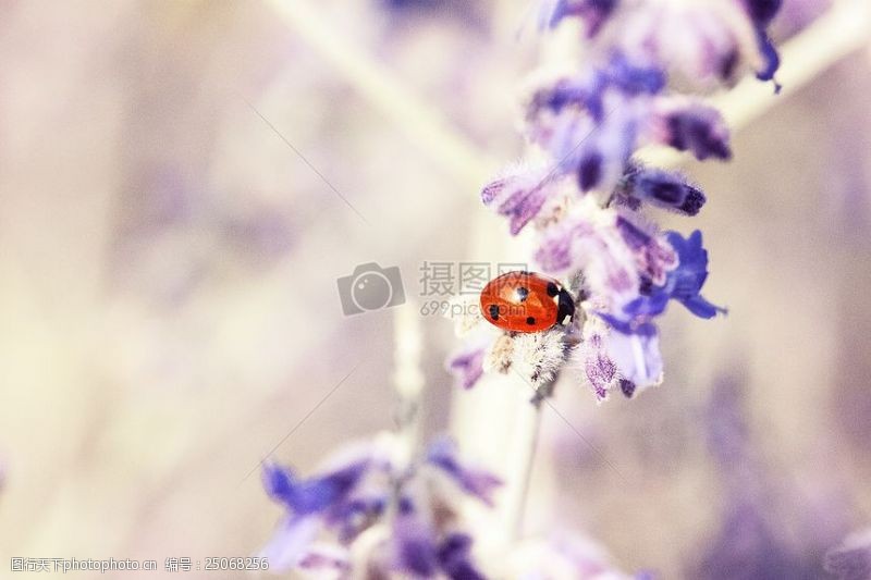 ladybug在白色和蓝色花红色瓢虫