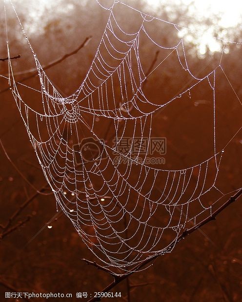 夜晚下的蜘蛛网
