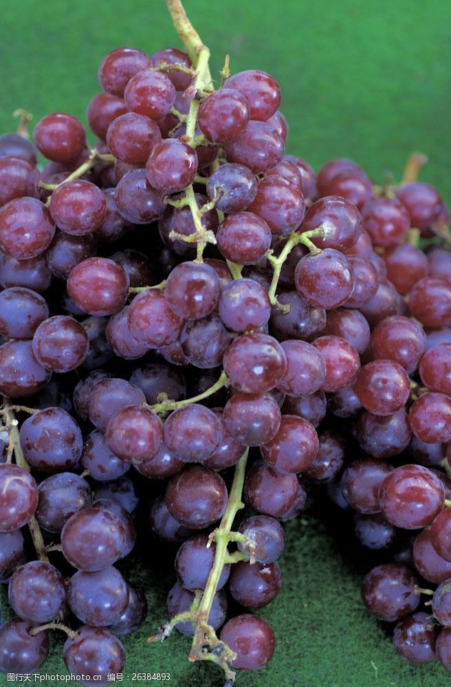 丰收的葡萄园新鲜的葡萄串摄影图片