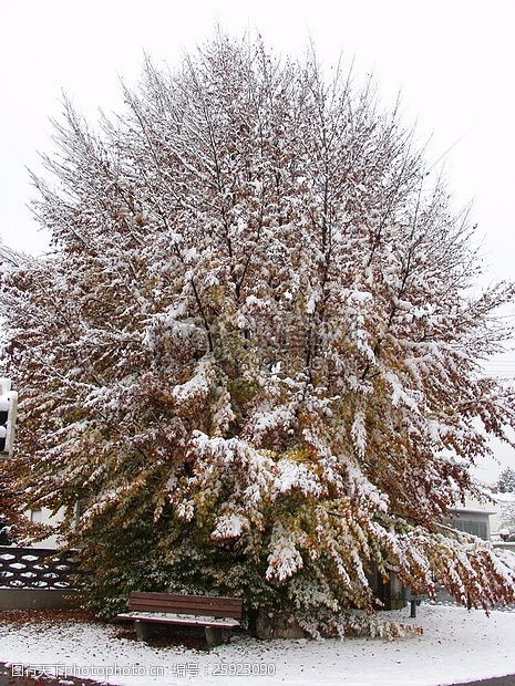白榉色冬季的树叶