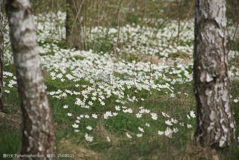 丛飞树林里的白花