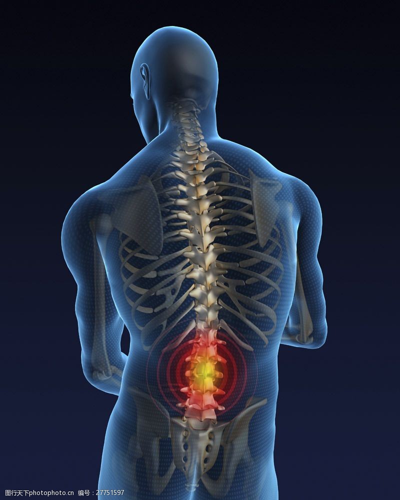 骨骼结构图腰部关节疼痛图片