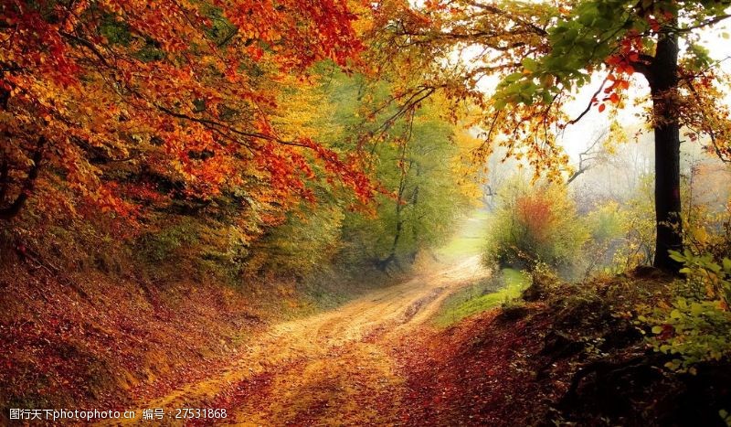 树叶图片免费下载秋天树林风景图片