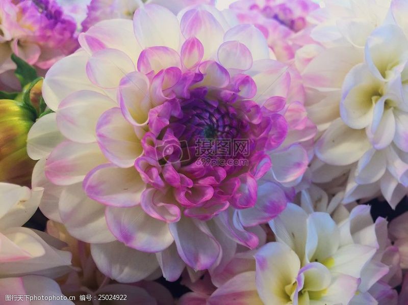 beauty白色和紫色花
