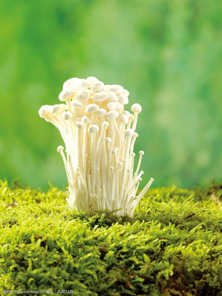 蘑菇菜长在草地上的金针菇图片