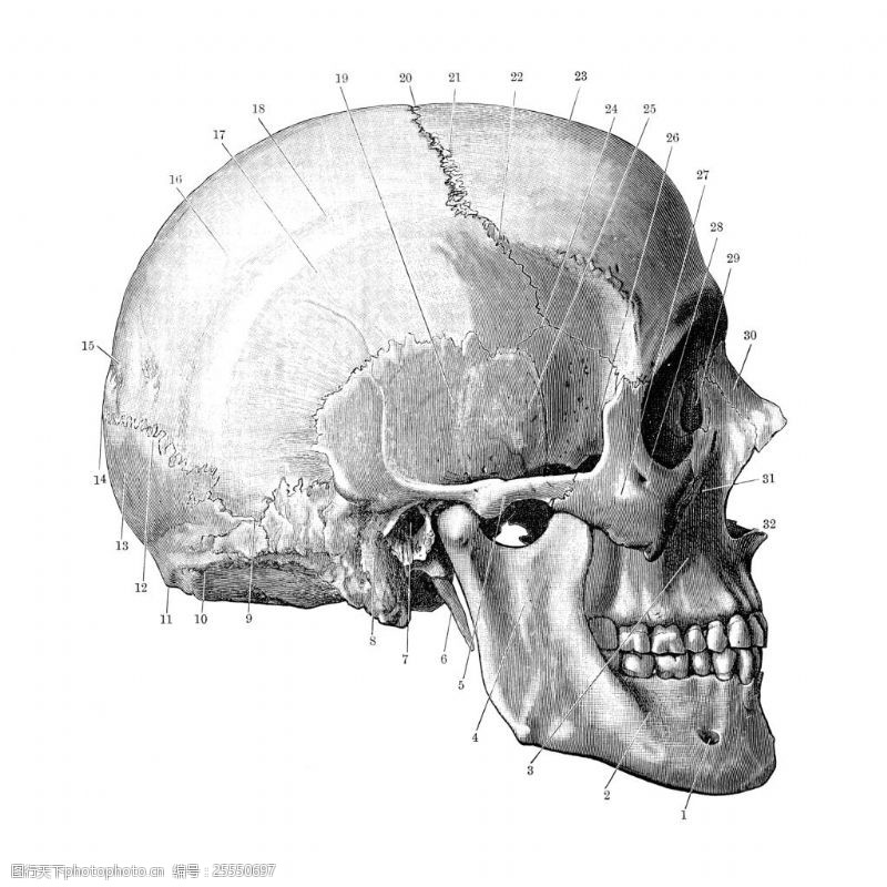 骨骼结构图头骨侧面结构插图