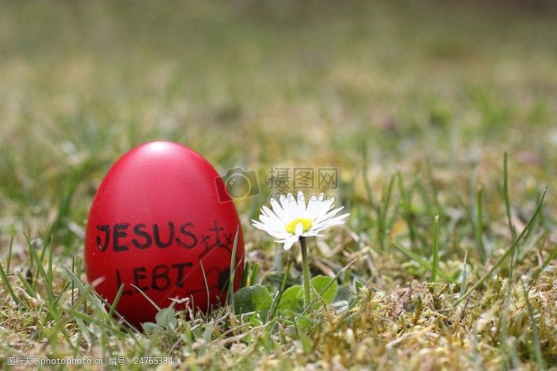 复活草白色小花旁的复活节彩蛋