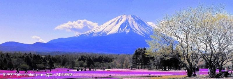 樱花盛开富士山山脚下春色