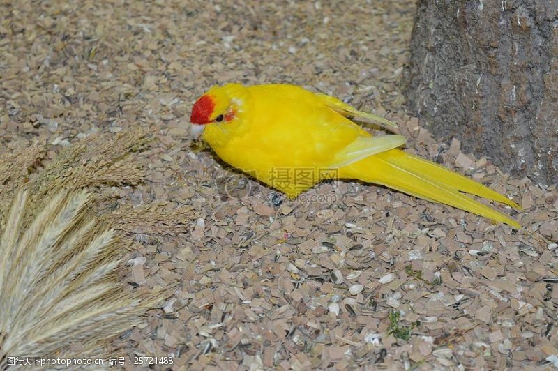 散步地上的黄色鹦鹉