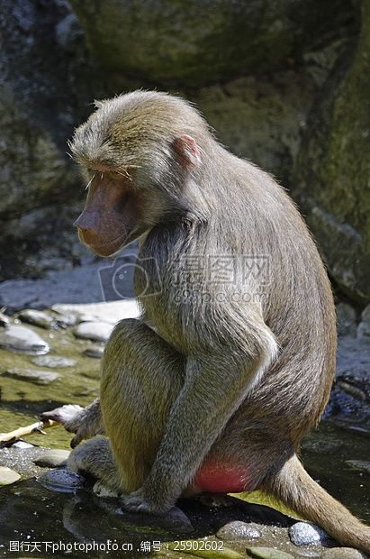 蹲猴蹲坐在石头上的猴子