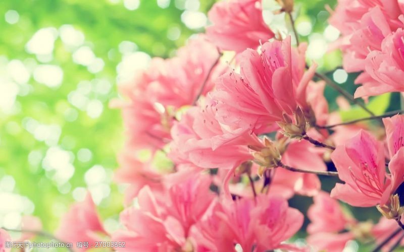 绿色环保背景粉色桃花背景图片