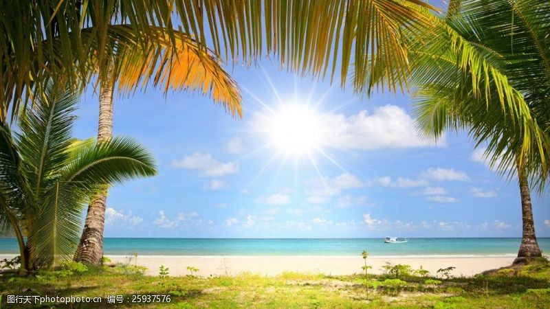 轮播背景夏季清新蓝天海洋沙滩椰子树风光