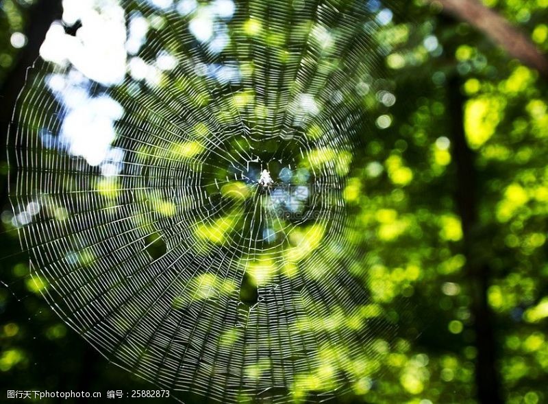 对称户外森林的蜘蛛网