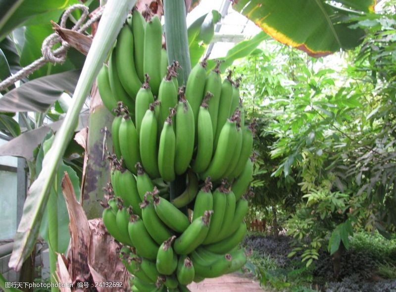 水果大世界青香蕉