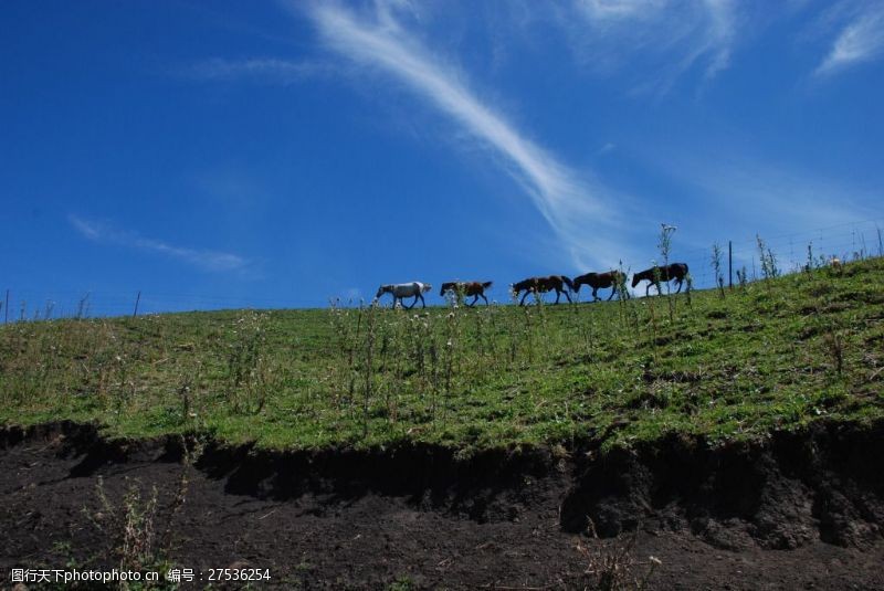 那拉提草原山顶的马群