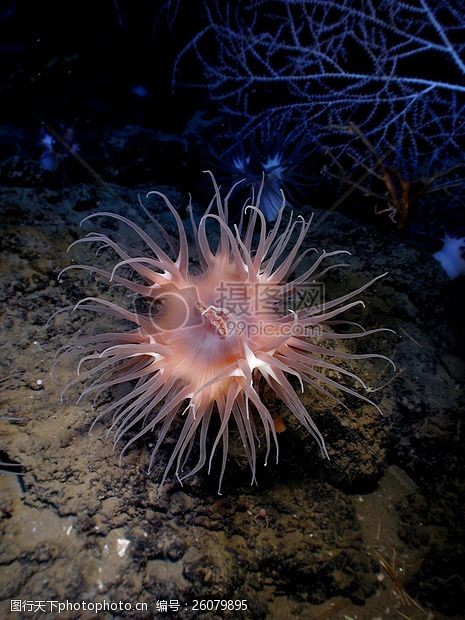 深海生物图片免费下载 深海生物素材 深海生物模板 图行天下素材网