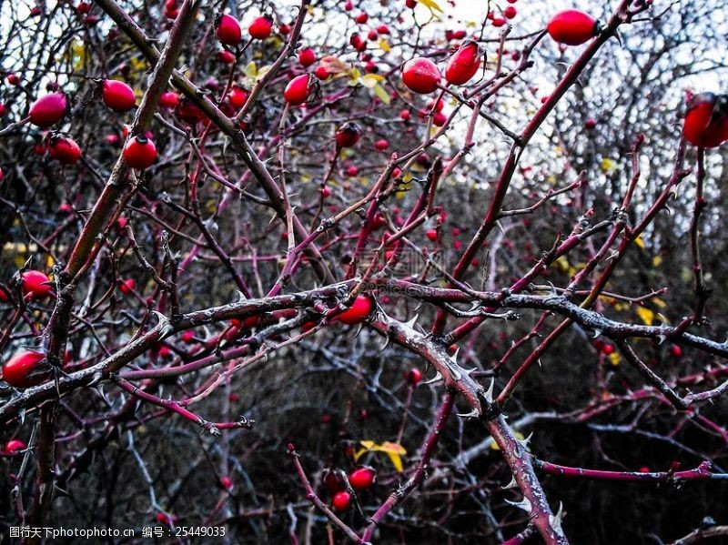 树杈树枝上的红色果实