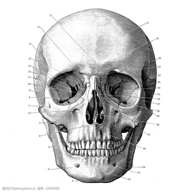 骨骼结构图头骨正面结构插图