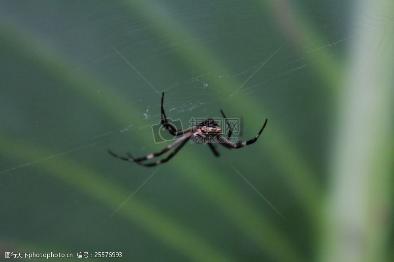 蜘蛛网上的大蜘蛛