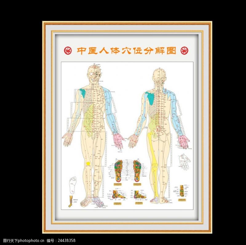 人体解剖图谱中医人体穴位图