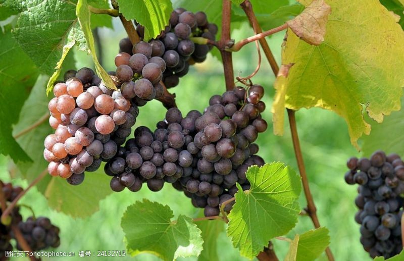 熟透的葡萄葡萄