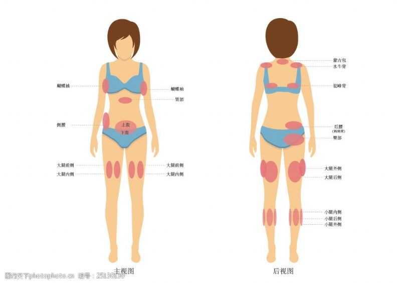 身体器官人体器官图