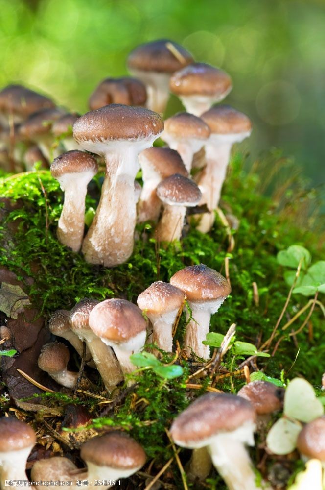 蘑菇菜森里的香菇图片