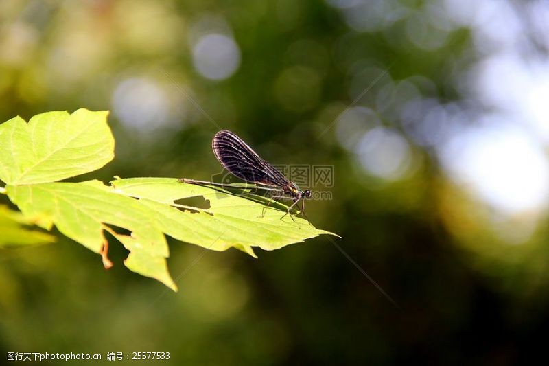 坐在一片叶子上的蜻蜓