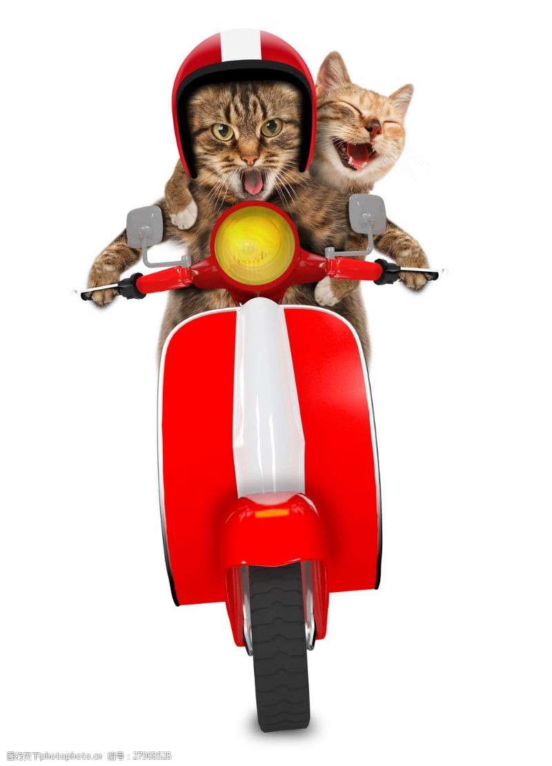 小猫骑车创意骑摩托车猫咪图片