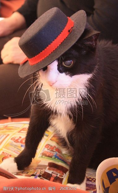黑帽子猫