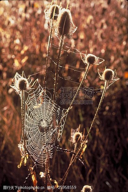 枯草上的蜘蛛网