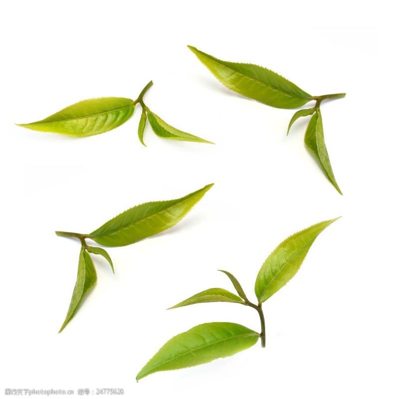 春茶图片嫩嫩的绿茶图片