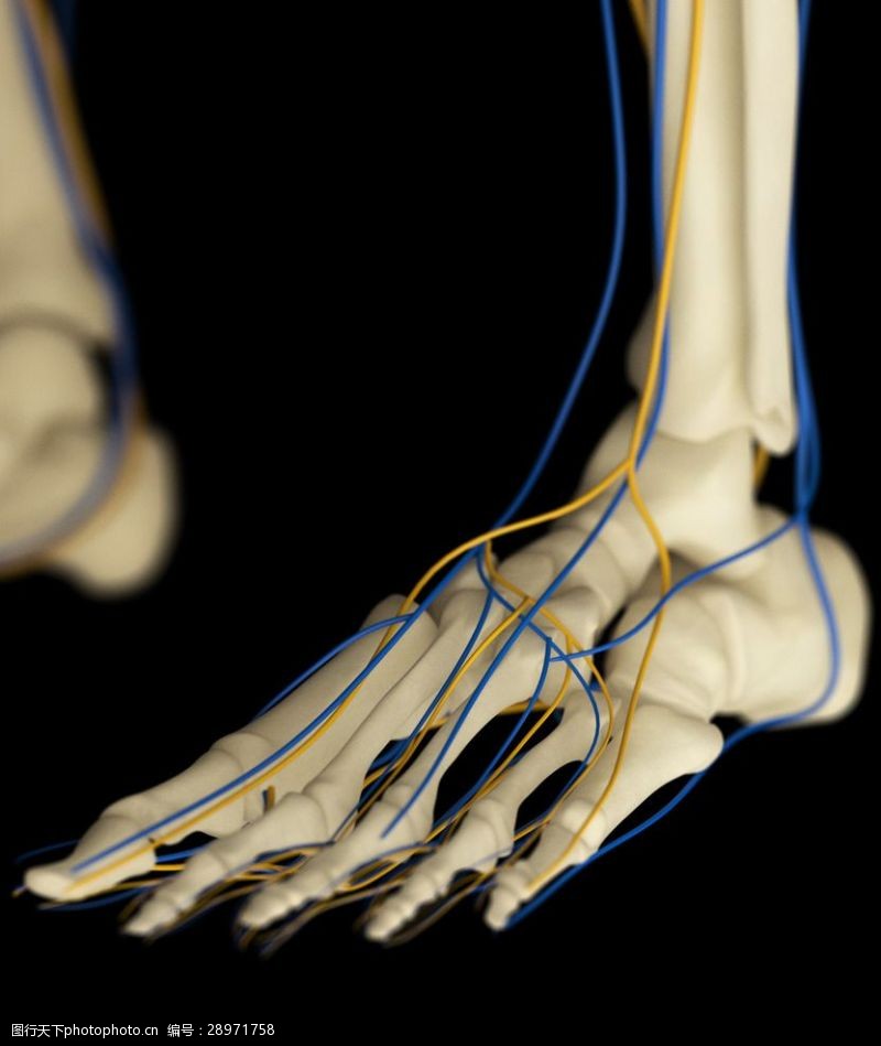 骨骼血管模型人体骨骼血管