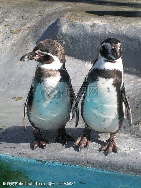 可爱小鸟两只可爱的小企鹅