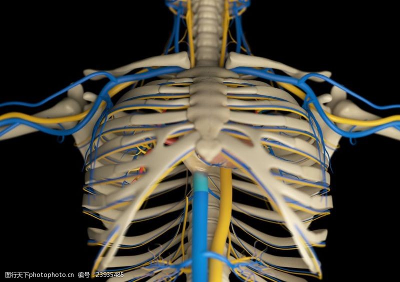 骨骼血管模型人体骨骼血管