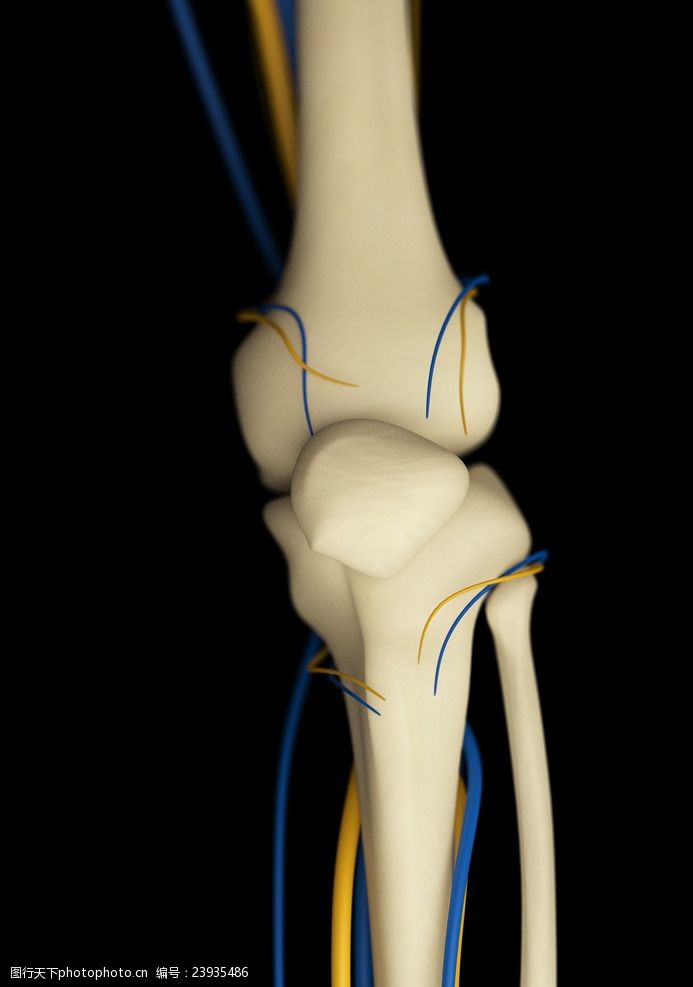 骨骼血管模型人体骨骼血管