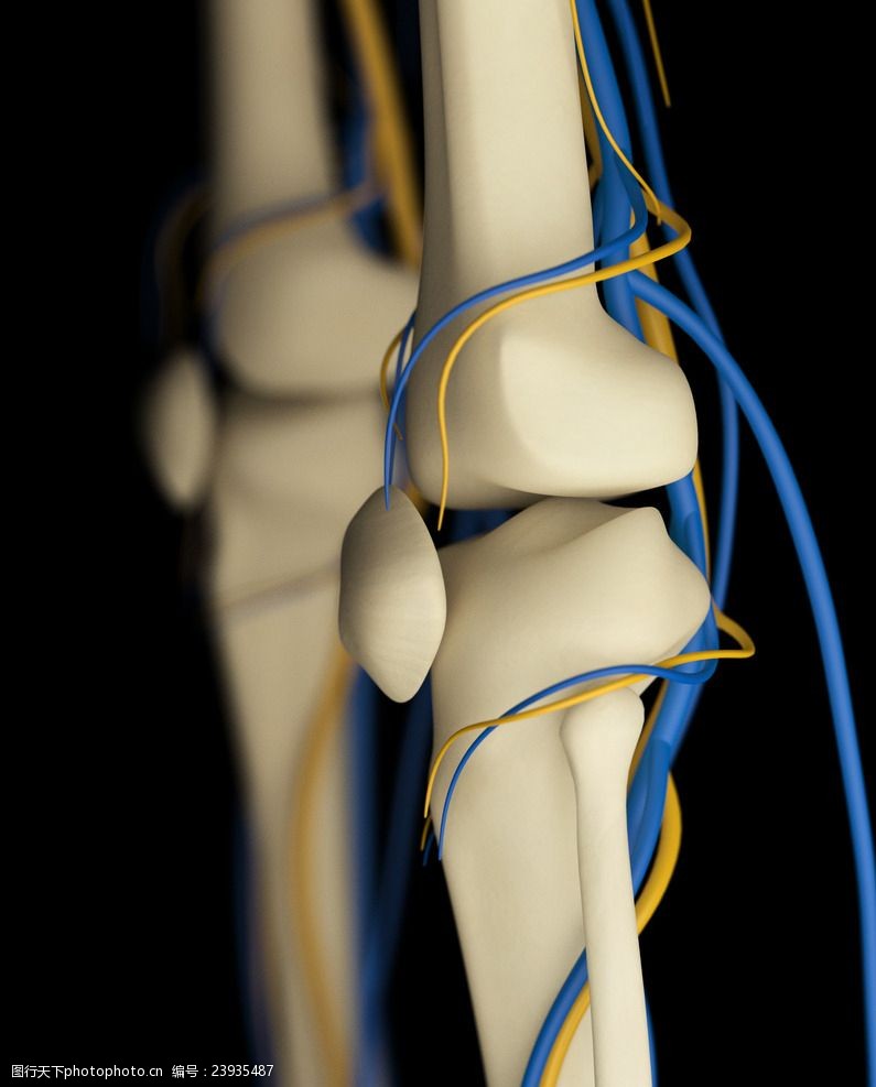 骨骼血管模型人体骨骼血管