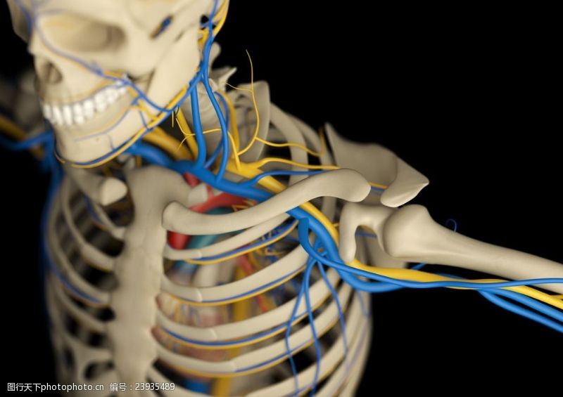 骨骼血管模型人体骨骼血管