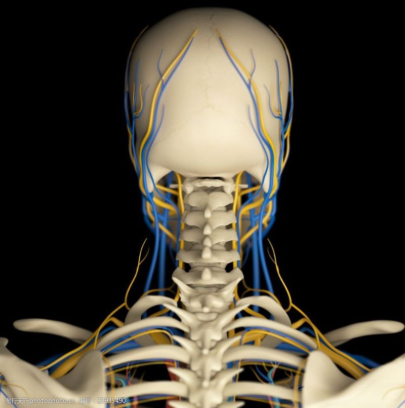 骨骼血管模型人体骨骼血管