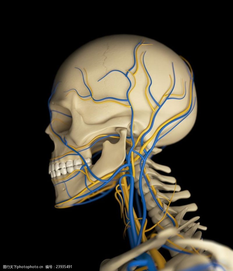 骨骼血管模型人体骨骼血管
