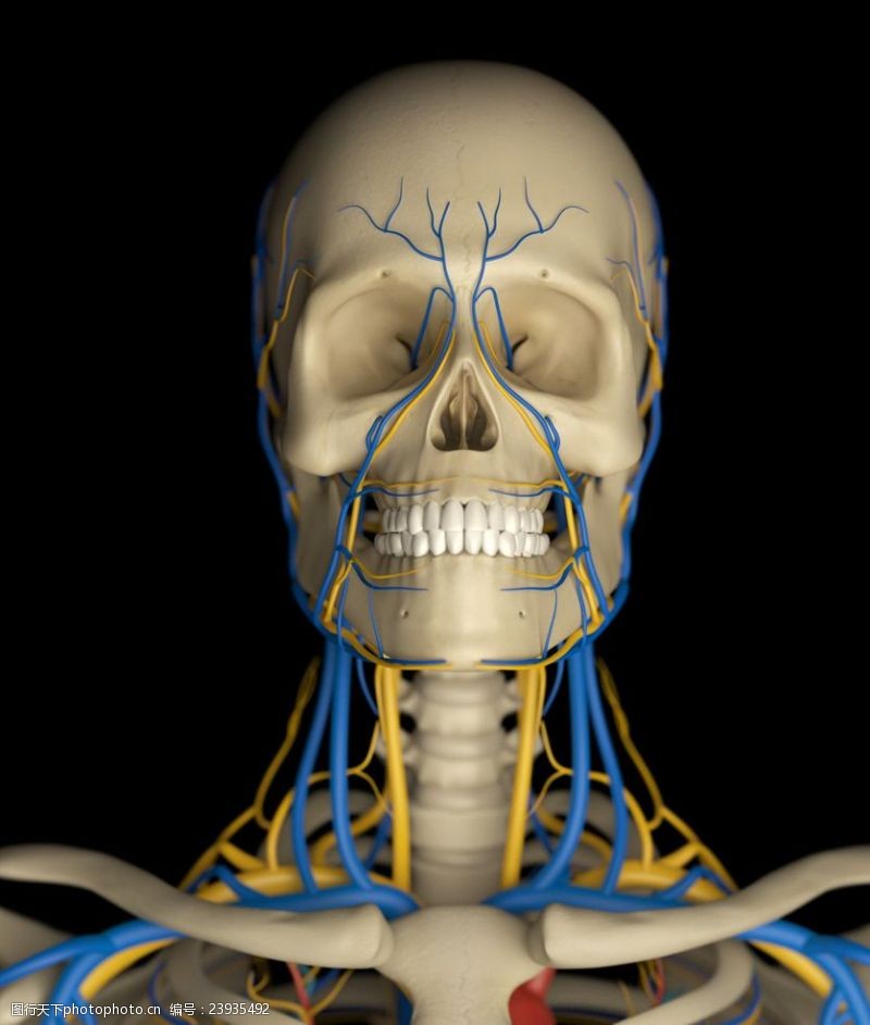 骨骼血管模型人体骨骼血管