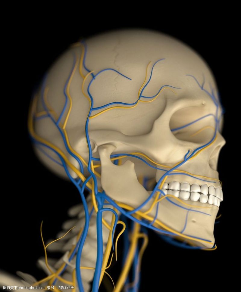 骨骼血管模型人体骨骼血管