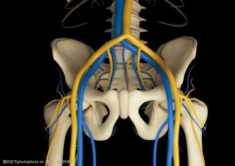 骨骼血管模型人体骨骼血管
