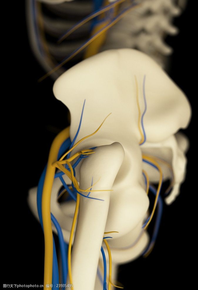 骨骼血管模型人体骨骼血管