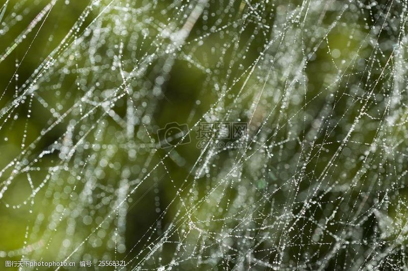 交叉缠绕的蜘蛛网