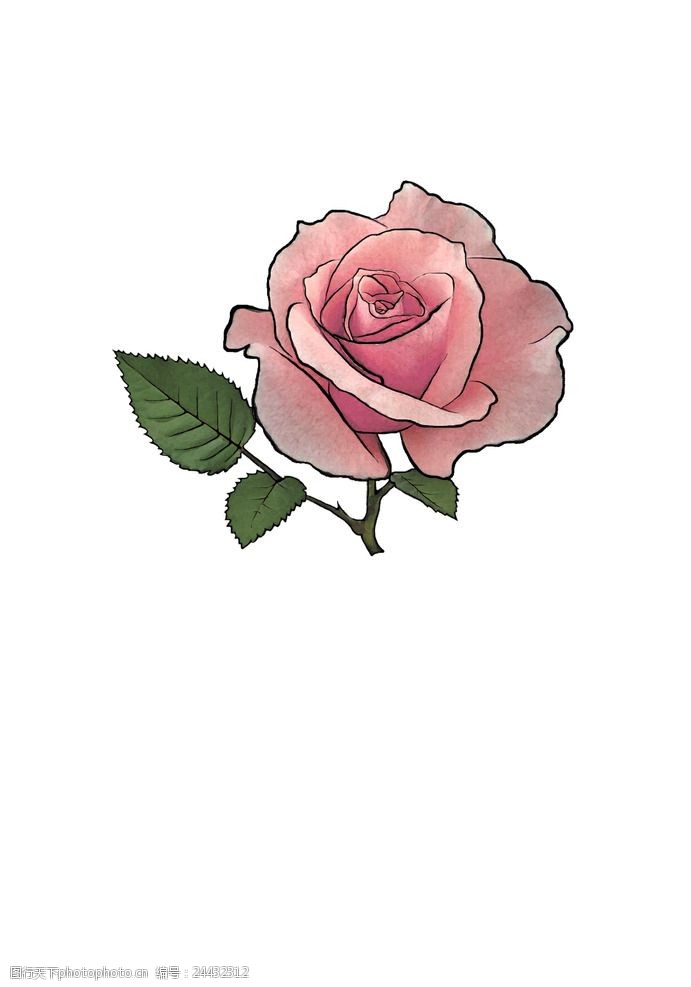 粉色玫瑰花背景玫瑰