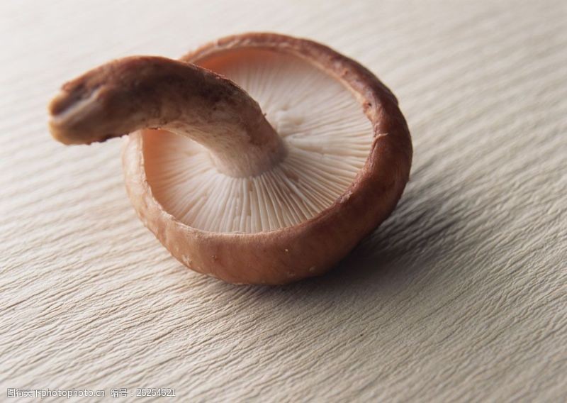 蘑菇菜新鲜蘑菇摄影图片