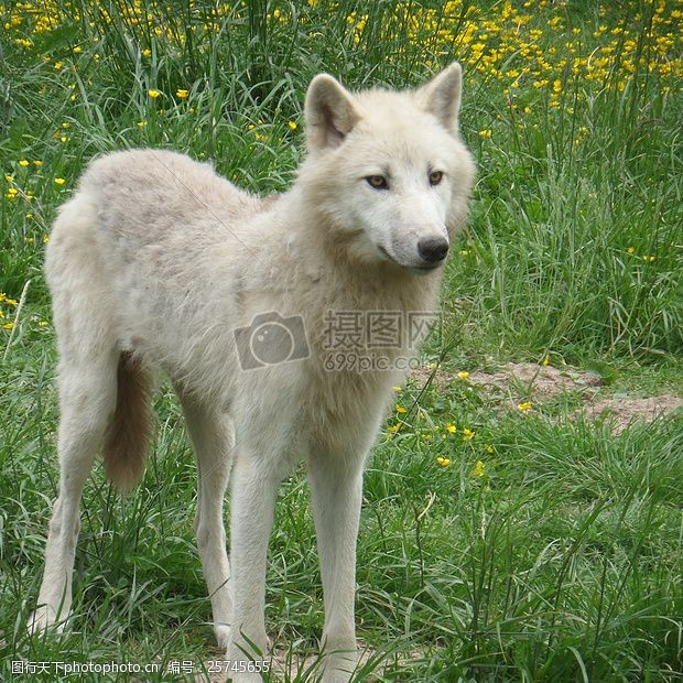 草地上的白狼