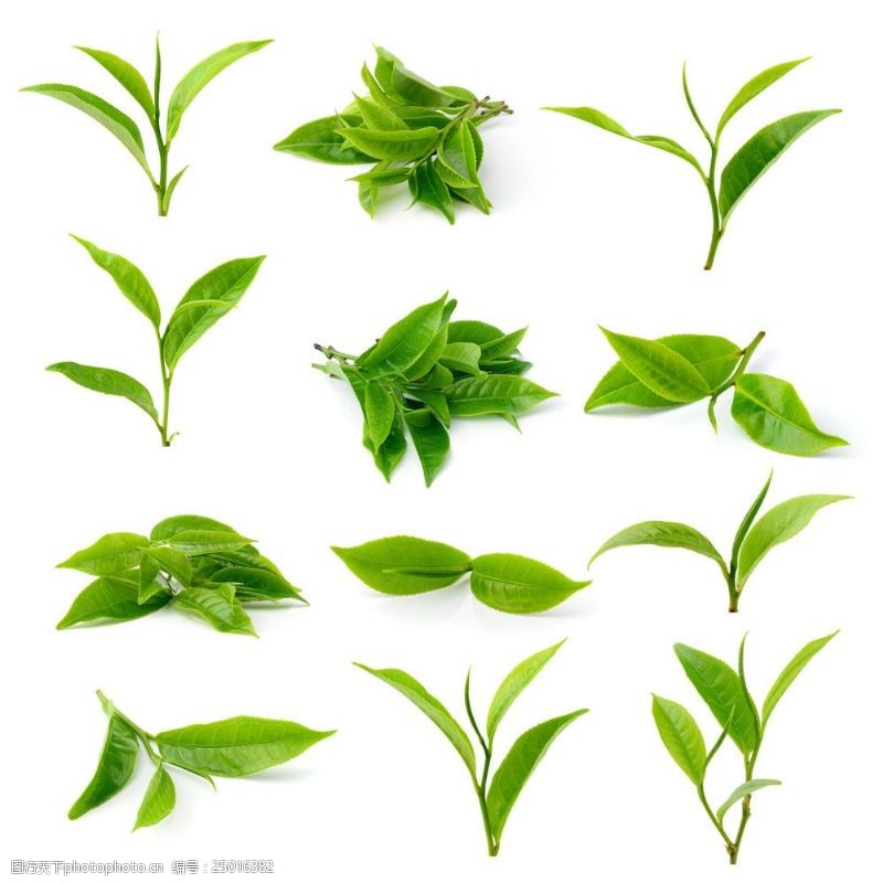 春茶图片各种形状的绿茶图片